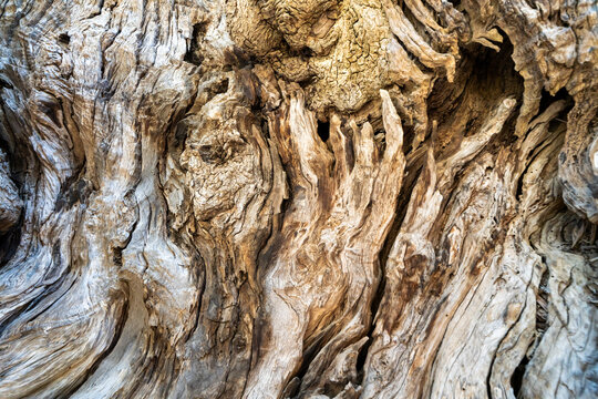 Bark of ancient twisted olive tree trunk close up in Puglia, Italy