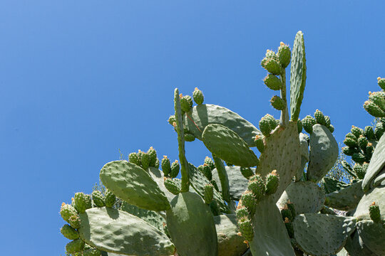 Prickly pear cactus with green fruit against blue sky