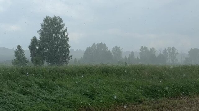 Severe storm with heavy rain, hail and strong wind bending trees and grass, dramatic weather nature scene, rainfall wall and dark sky, climate change and elements.