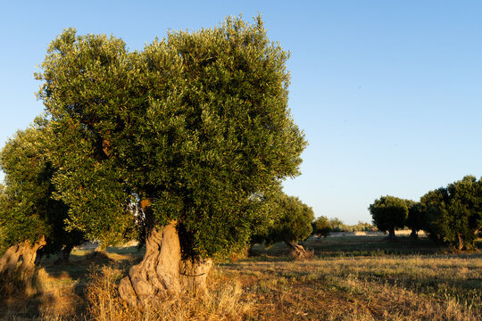 Ancient olive tree with copy space against blue sky in Puglia, Italy