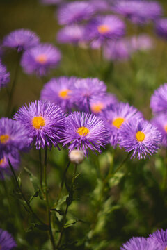  flower, nature, garden, pink, flowers, plant, spring, summer, blossom, flora, field, petal, bloom, beauty, gardening, leaf, color, red, beautiful, purple, season, floral, bright, daisy, plants