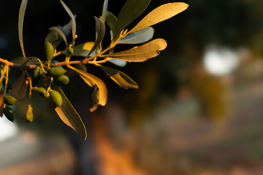 Green olives on olive branch at golden hour in Puglia olive grove