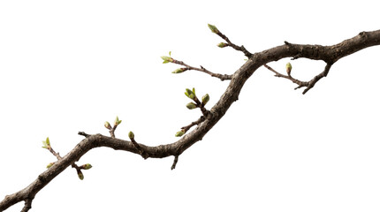 Fototapeta premium Gnarled tree branch with small green buds and pale pink blossoms isolated on a transparent background