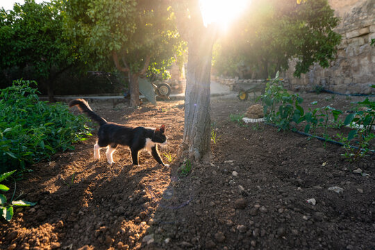 Tuxedo cat walking through Italian garden at golden hour