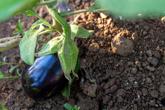 Fresh eggplant growing on vine in organic garden soil in Italy
