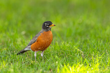 drozd wędrowny (Turdus migratorius)  © Grzegorz