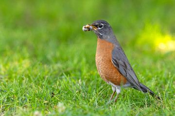 drozd wędrowny (Turdus migratorius)  © Grzegorz