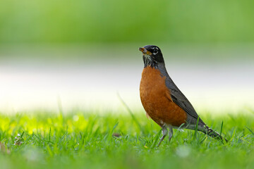 drozd wędrowny (Turdus migratorius)  © Grzegorz