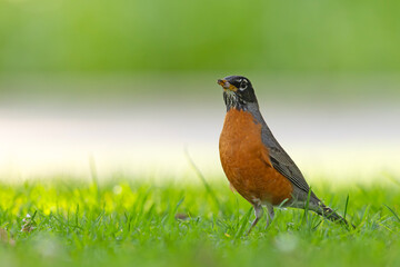 drozd wędrowny (Turdus migratorius)  © Grzegorz
