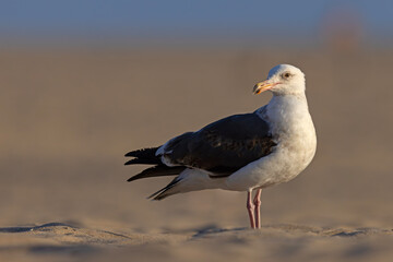 mewa zachodnia (Larus occidentalis) © Grzegorz