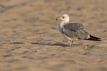 mewa zachodnia (Larus occidentalis) © Grzegorz