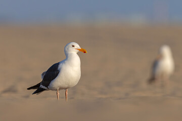 mewa zachodnia (Larus occidentalis) © Grzegorz