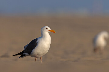 mewa zachodnia (Larus occidentalis) © Grzegorz
