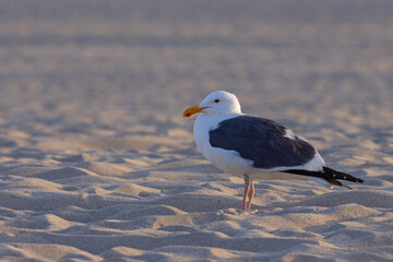 mewa zachodnia (Larus occidentalis) © Grzegorz