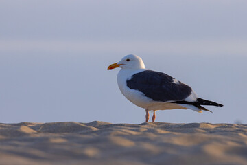 mewa zachodnia (Larus occidentalis) © Grzegorz