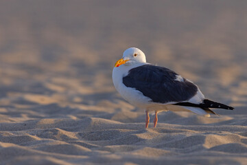 mewa zachodnia (Larus occidentalis) © Grzegorz