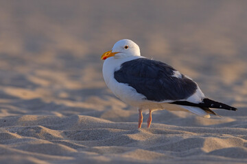 mewa zachodnia (Larus occidentalis) © Grzegorz
