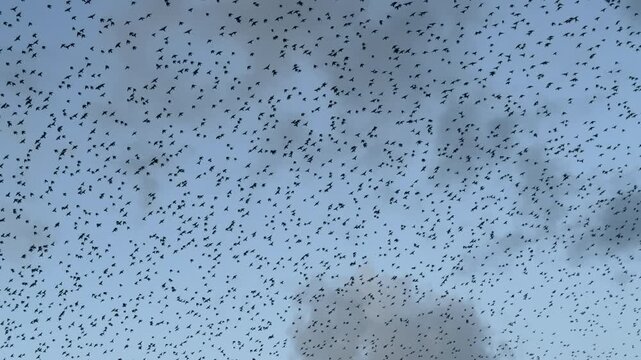 Large flock of birds flying in close formation in murmuration as starlings group together in winter for protection in nature UK 4K