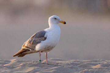 mewa zachodnia (Larus occidentalis) © Grzegorz