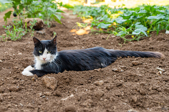 Tuxedo cat resting in tilled garden soil among vegetable plants in Italy