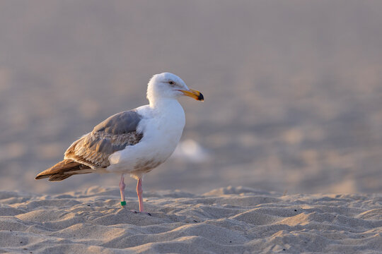 mewa zachodnia (Larus occidentalis)