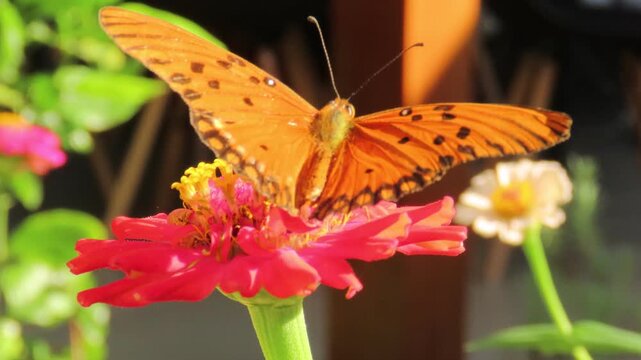 Orange butterfly perched on a zinnia flower, feeding on its nectar. Pollination scene.