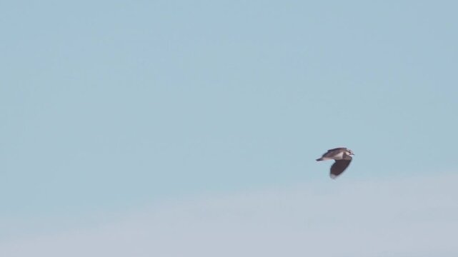Northern Lapwing (Vanellus vanellus). Northern Lapwing in flight against a blue sky.
