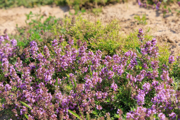 Obraz premium thyme growing in a garden bed with purple flowers and green foliage during daytime in a sunny environment