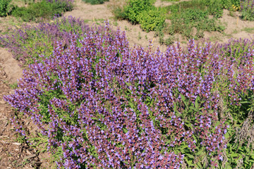 Obraz premium Salvia officinalis growing in a sunny garden area with many purple flowers and green leaves during daylight