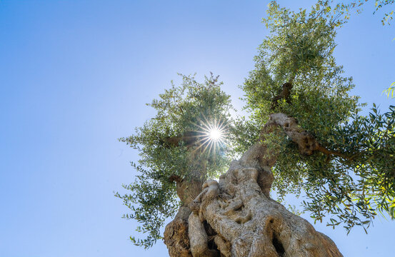 Ancient olive tree viewed from low angle with sunburst in Puglia, Italy