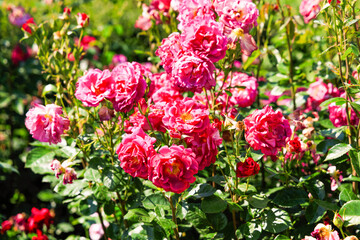 Fototapeta premium Colorful varietal roses bloom in a garden during a sunny afternoon in spring with vibrant colors filling the landscape