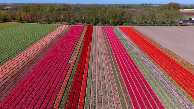 Aerial view of multicolored tulip fields in parallel lines. Drone landscape of geometric pink, red, orange, and purple spring flower plantations in the flat Netherlands countryside, panorama.
