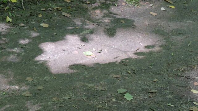 Forest path with dappled sunlight creating natural shadows.