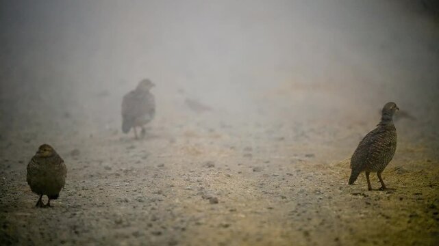 grey francolins walking on a dusty rural road in gujarat india