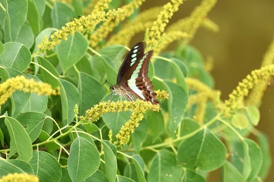 Common Bluebottle butterfly feeding on Chinese tallow tree flowers
