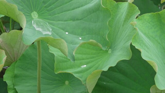 ハスの葉にたまる雨水が流れ落ちる
