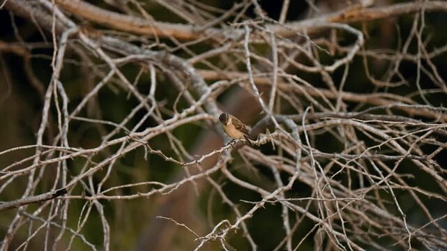 siberian stonechat female perched on dry branches in natural habitat gujarat india