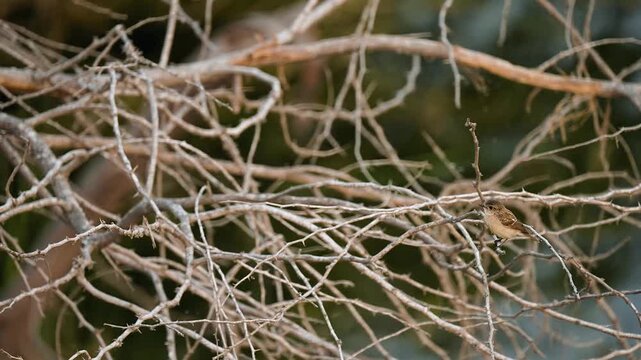 siberian stonechat female perched on dry branches in natural habitat gujarat india