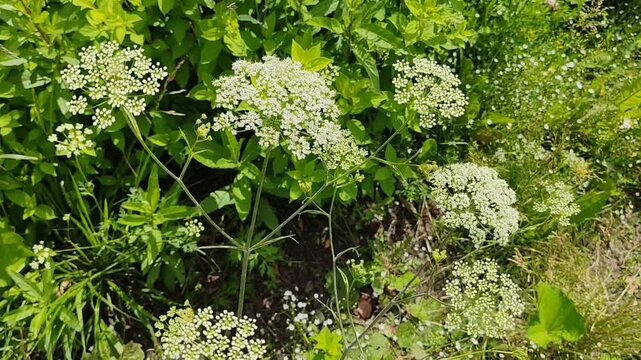 White umbel flowers among green foliage for botanical blogs, nature websites, gardening clipart, plant identification guides, and educational presentations.