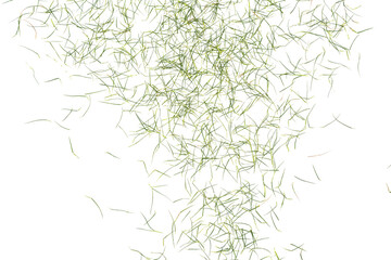 Fototapeta premium A detailed image of numerous green grass strands scattered randomly across a Transparent background, showcasing their varying lengths and shades of green in a chaotic yet harmonious arrangement.