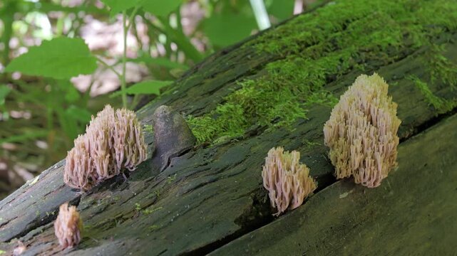 Edible mushrooms (Artomyces pyxidatus) growing on a tree mossy trunk in the summer forest.
