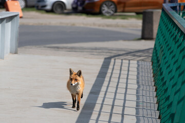 Obraz premium Urban red fox trotting across a modern city bridge footpath.