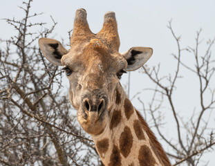 Close up of the head of a Giraffe in Etosha National Park, Namibia, Africa © dvlcom