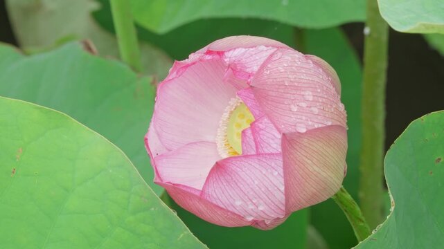雨に濡れるハスのつぼみ