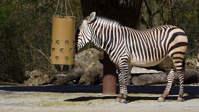 The Hartmann's mountain zebra, Equus zebra hartmannae is a subspecies of the mountain zebra found in far south-western Angola and western Namibia.