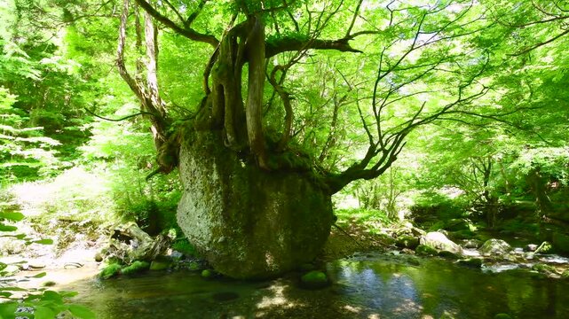 ネコバリ岩と馬場目川