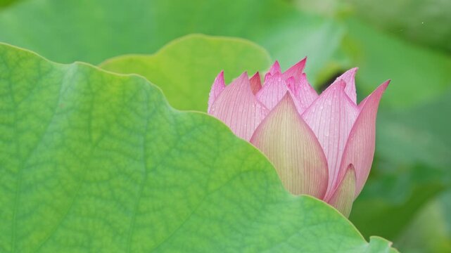 葉の陰から見える雨に濡れるハス