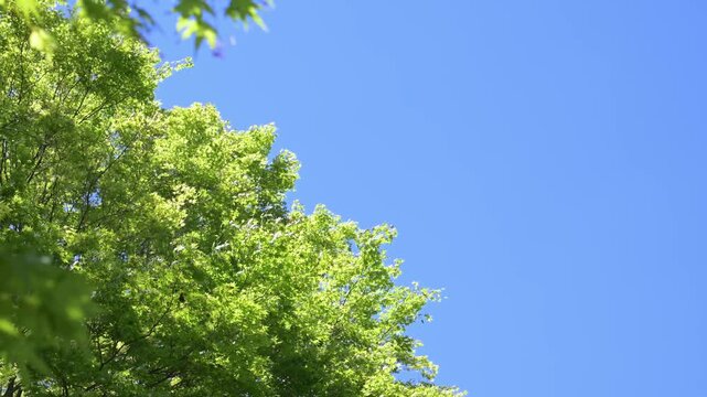青空と鮮やかな新緑の葉