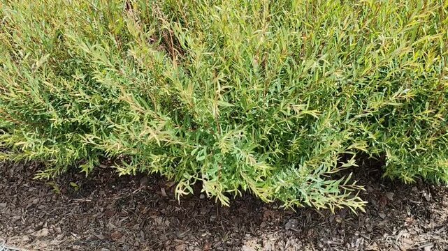 Narrow-leaf shrub with mulch for gardening blogs, landscape websites, plant clipart, botanical design, and horticultural presentations