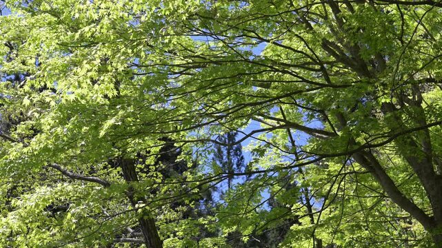鮮やかな緑の葉が生い茂る木と青空